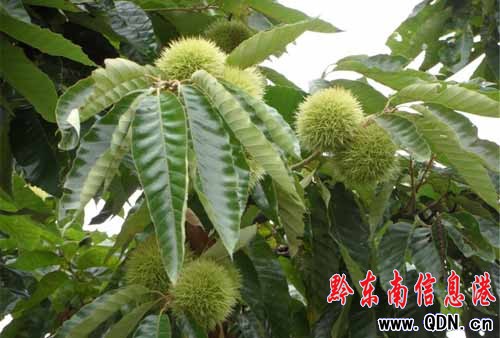 ����ʮ�� �Ϲ��h�㣨�M�D��