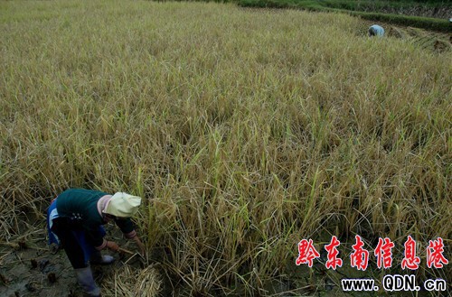 黔東南持續秋雨阻秋收(圖)