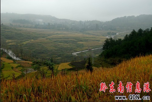 黔東南持續秋雨阻秋收(圖)
