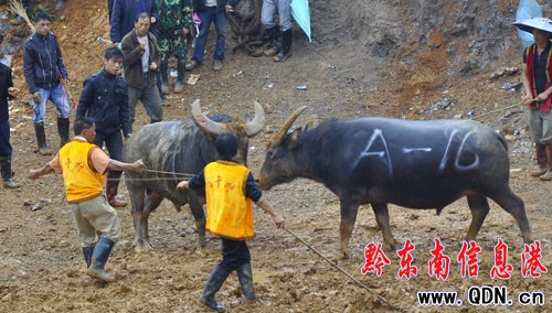 �P���_�l�^�e�k�t���� ɽկţ�������d���D��