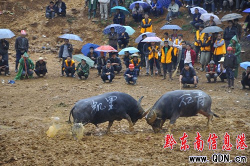 �P���_�l�^�e�k�t���� ɽկţ�������d���D��