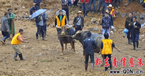 �P���_�l�^�e�k�t���� ɽկţ�������d���D��