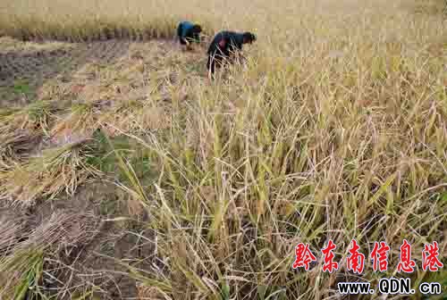 丹寨:硒鋅稻米富農家(圖)