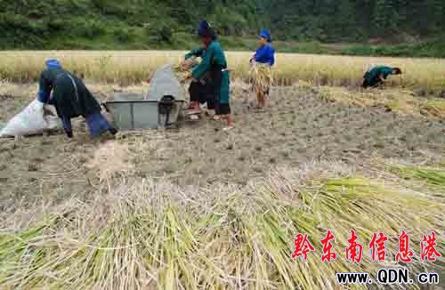 丹寨:硒鋅稻米富農家(圖)