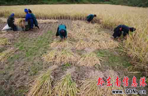 丹寨:硒鋅稻米富農家(圖)