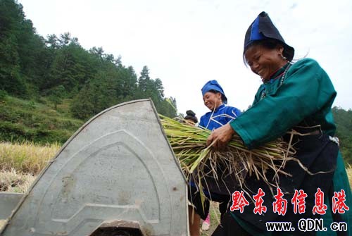 丹寨:硒鋅稻米富農家(圖)