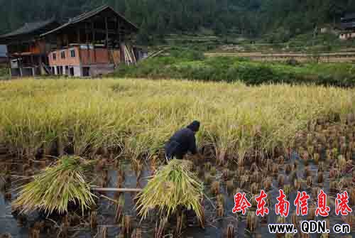 丹寨:硒鋅稻米富農家(圖)