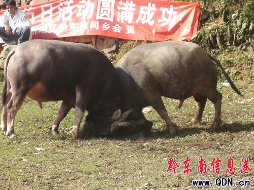 天柱縣萬人歡度“北侗民俗文化節”(圖)