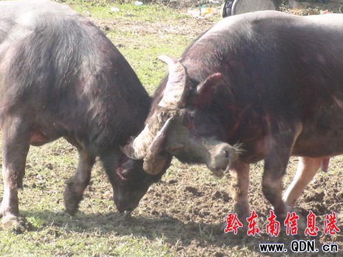 天柱縣萬人歡度“北侗民俗文化節”(圖)