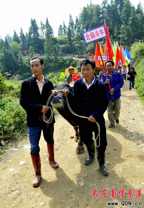 100個侗寨群眾匯聚云霧山比智慧 唱侗歌看斗牛