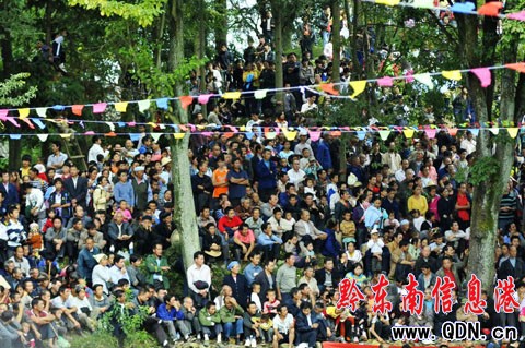 100個侗寨群眾匯聚云霧山比智慧 唱侗歌看斗牛