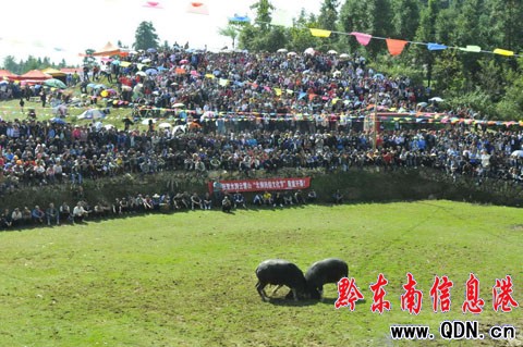100個侗寨群眾匯聚云霧山比智慧 唱侗歌看斗牛