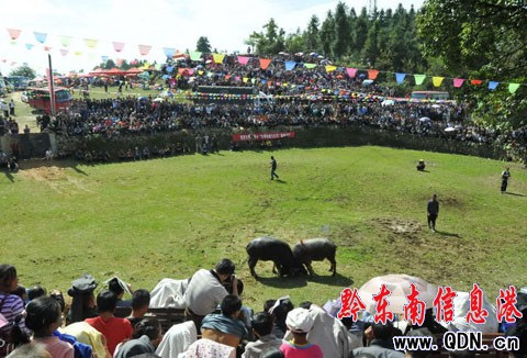 100個侗寨群眾匯聚云霧山比智慧 唱侗歌看斗牛