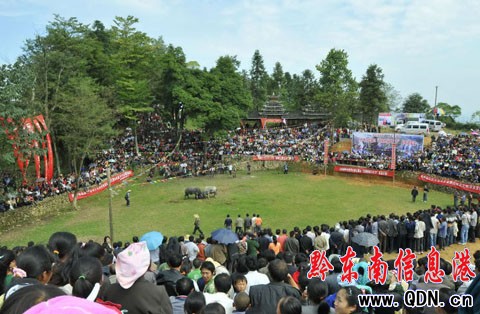 100個侗寨群眾匯聚云霧山比智慧 唱侗歌看斗牛