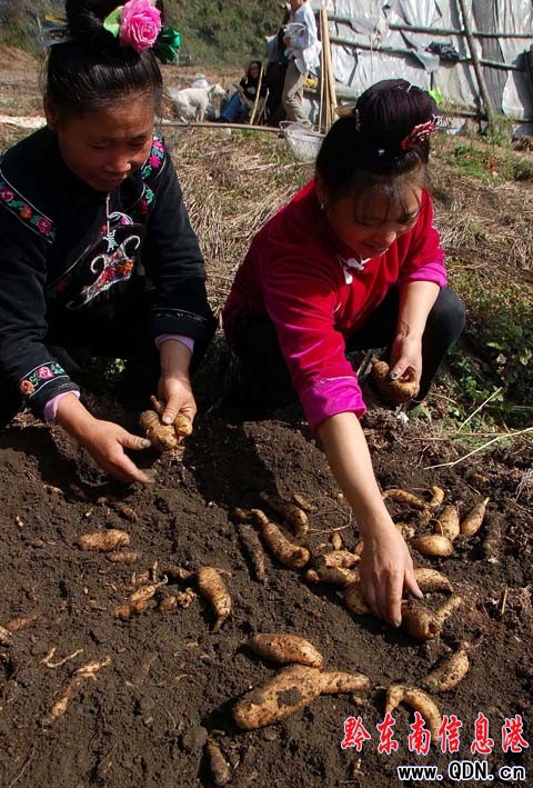 農(nóng)民吃“螃蟹” 田間地頭種出大天麻(組圖)
