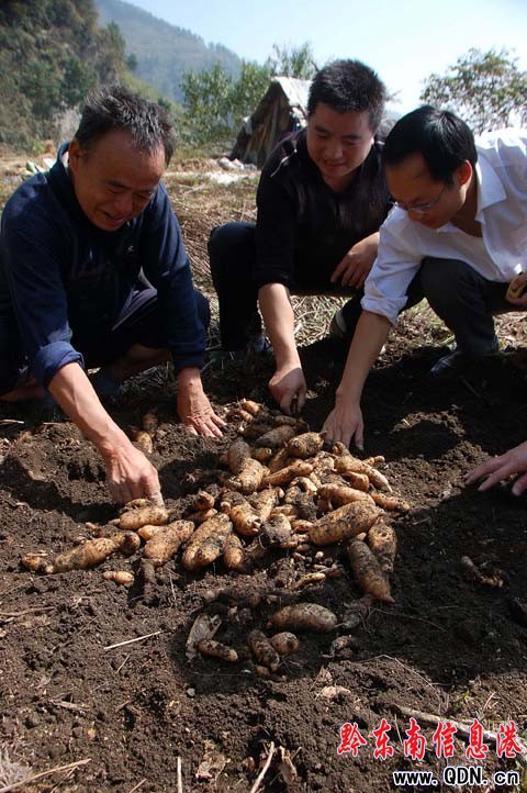 農(nóng)民吃“螃蟹” 田間地頭種出大天麻(組圖)