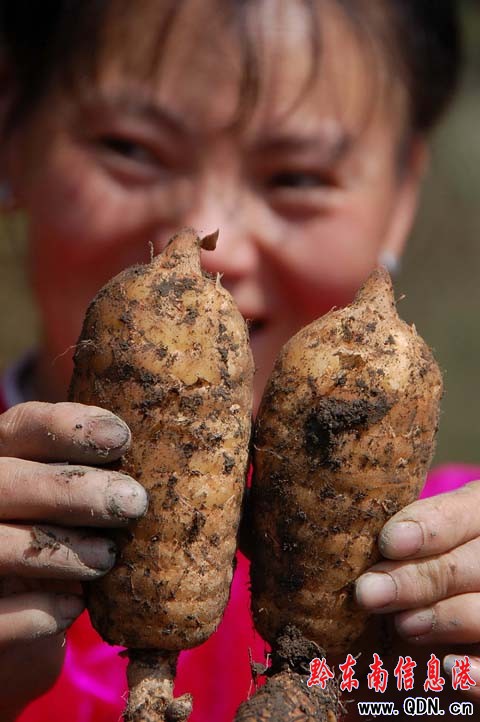 農(nóng)民吃“螃蟹” 田間地頭種出大天麻(組圖)