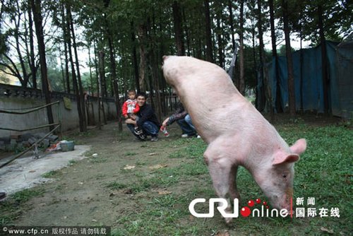 ���ϡ��i�ԏ������̓�ֻǰ�� ���͵�������