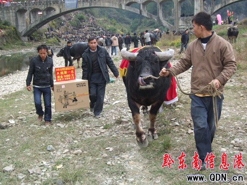 ��ɽ��ţ��(zh��ng)�� �Ä����I(l��ng)��(ji��ng)���늻ؼң��D��