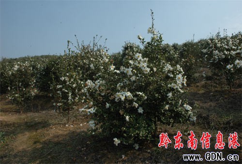 �ߣ�����ƽ�^�p�����_�ŵ��Ͳ軨ȥ(�D)