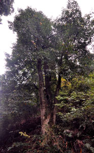“奇樹”花開花落 預示雪降雪停(圖)