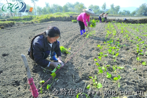 錦屏隆里所村活躍一支農機隊 為農民種植服務