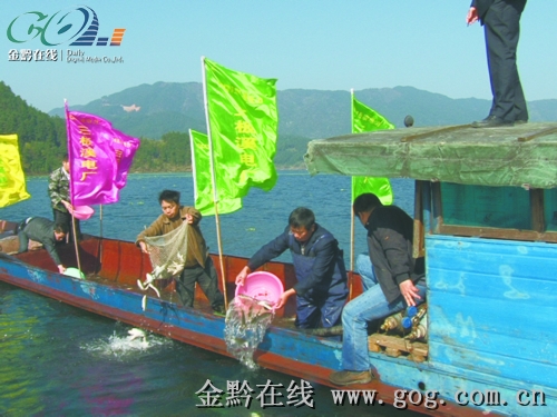 35萬尾魚苗放流清水江(圖)