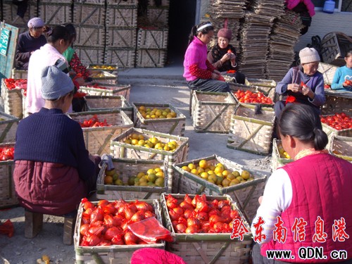 龍池萬畝果場的椪柑熟了(圖)