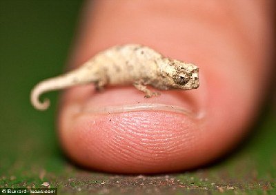 Ӣ�zӰ���l�F����׃ɫ�� ���w������ָ��߀С