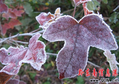 冬日里的霜葉也嫵媚(圖)