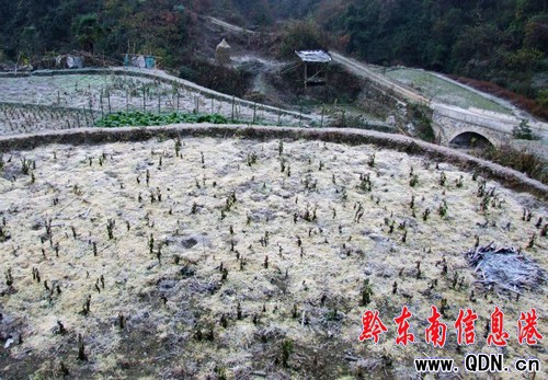 冬日里的霜葉也嫵媚(圖)