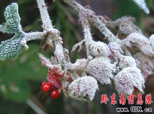 冬日里的霜葉也嫵媚(圖)