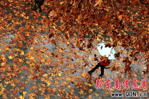 古城街道散落的梧桐葉 猶如一幅冬日美景(圖)