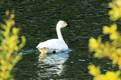 落單小天鵝 仍逗留丹江(圖)