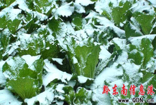 �������u �����׈���ѩ���Rǭ�|��(�D)