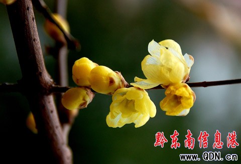 凱里首場降雪過后 迎來公園臘梅花開(圖)