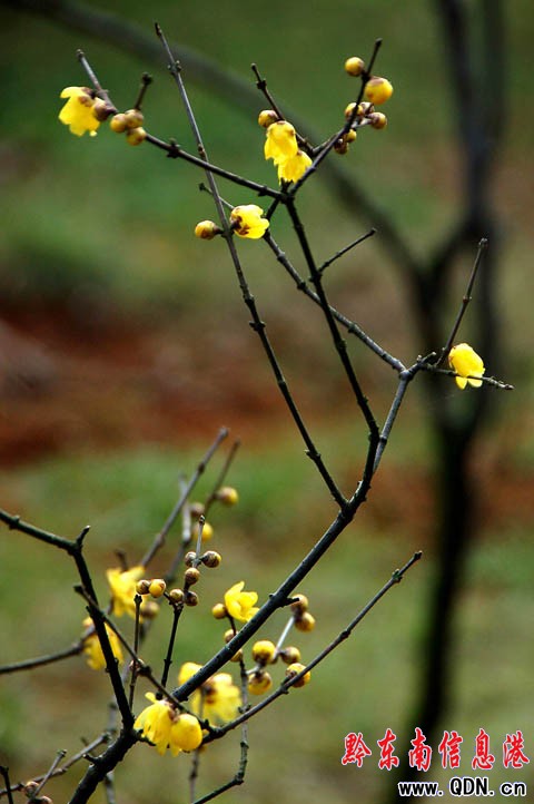 凱里首場降雪過后 迎來公園臘梅花開(圖)
