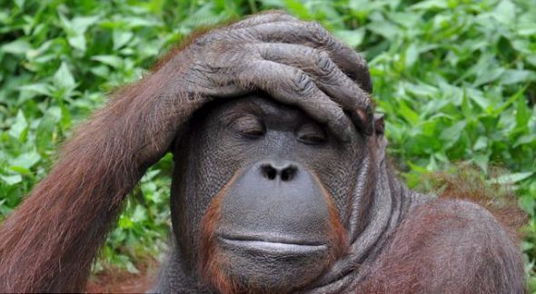 ���˳Ե�̫����������@����һ￴�����ƺ����c�^��