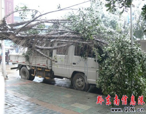 榕江大雪普降行道樹彎腰斷枝 壓到汽車