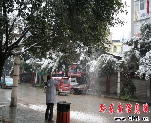 榕江大雪普降行道樹彎腰斷枝 壓到汽車