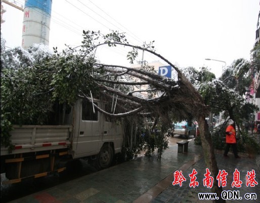 榕江大雪普降行道樹彎腰斷枝 壓到汽車