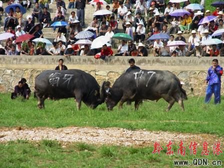 �F�� �����|����ţ�����D��