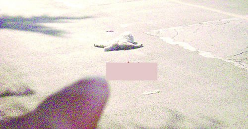 流浪貓被車碾死 數(shù)只小貓?zhí)蝮率w表哀傷(圖)