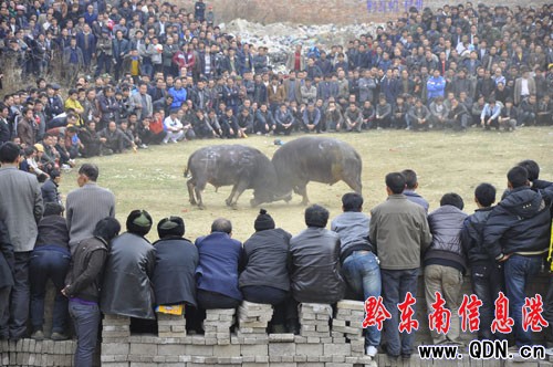 凱里民族民間蘆笙會開始 盛裝姑娘斗舞姿(圖)