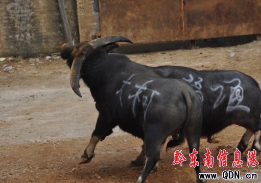 ţ������ِ