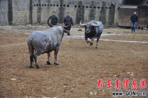 只斗一分鐘冠軍即到手 “大寬”撒野斗牛場