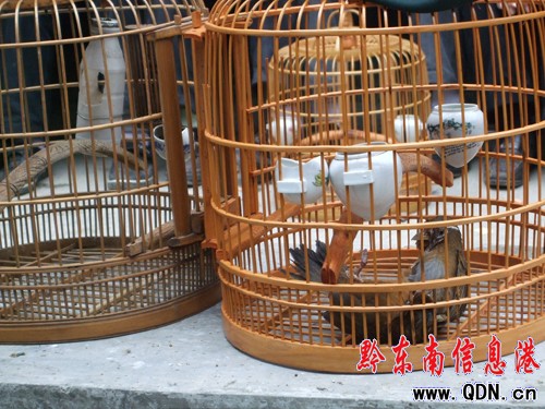 雷山舉辦春節(jié)“鳥王”滾籠爭(zhēng)霸賽(組圖)