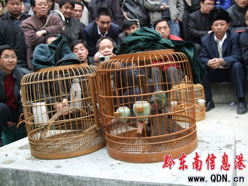 雷山舉辦春節(jié)“鳥王”滾籠爭(zhēng)霸賽(組圖)