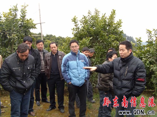 思州牌文旦柚增收700萬 周邊縣慕名前來參觀學習