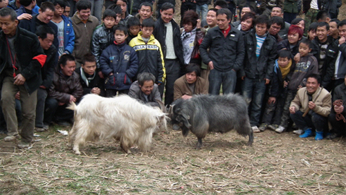 �Ž�����(ji��)��ţ��ܡ������˷��οͣ��D��